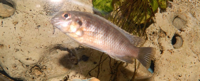 Tropheops sp. 'orange chest' Masasa Reef